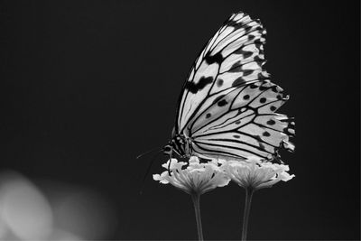 Close-up of butterfly on flower against black background
