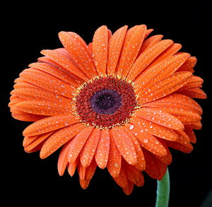 Close-up of orange flower blooming against black background