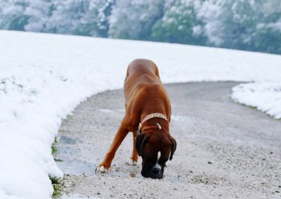 Dog walking on street