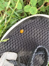 High angle view of ladybug on plant