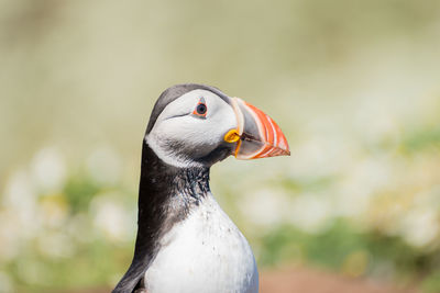 Atlantic puffins standing alone on a chamomile field on skomer island in pembrokeshire, uk.