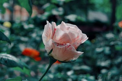 Close-up of pink rose