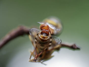 Close-up of insect