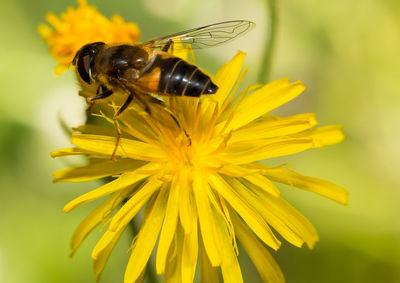 Close-up of insect on yellow flower