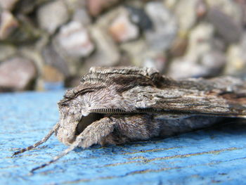 Close-up of lizard