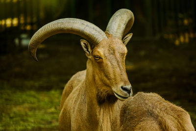 Close-up of goat