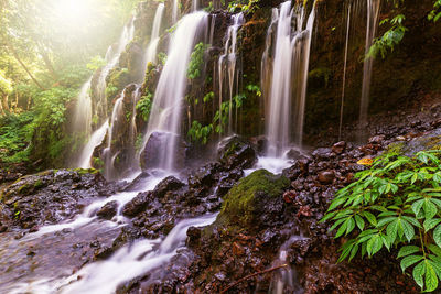 Scenic view of waterfall in forest