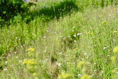 View of white flowering plants on field