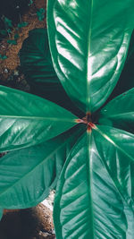 Close-up of green leaves
