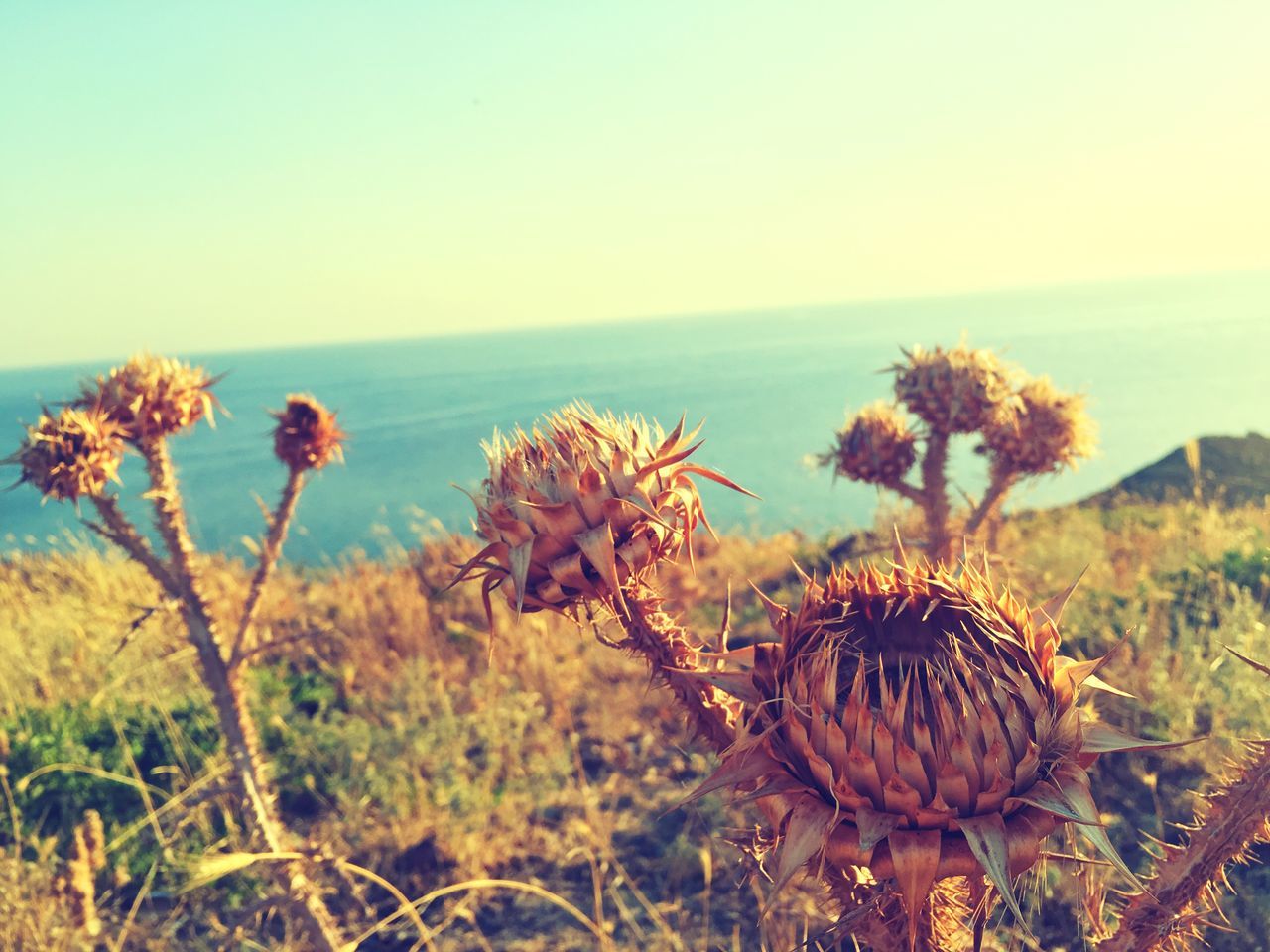 horizon over water, sea, growth, plant, beauty in nature, nature, scenics, flower, spiked, tranquil scene, tranquility, idyllic, thorn, water, thistle, focus on foreground, fragility, wildflower, day, outdoors, sky, non-urban scene, remote, uncultivated, seascape, no people, shore