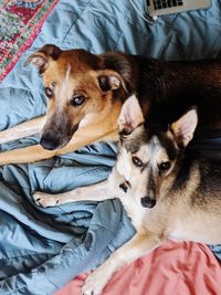 High angle portrait of dogs on bed