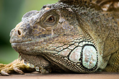 Close-up off iguana lizard