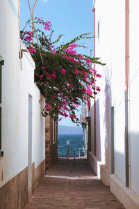 Pink flowering plants in alley amidst buildings against sky