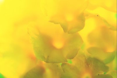 Close-up of yellow flower