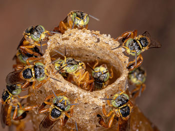 Close-up of bee on leaf