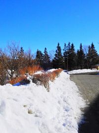 Snow covered trees against clear blue sky