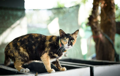 Close-up portrait of cat