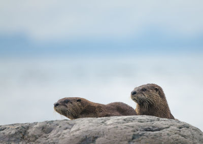 Close-up of giraffe against sky
