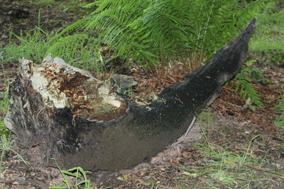 Plants growing in forest