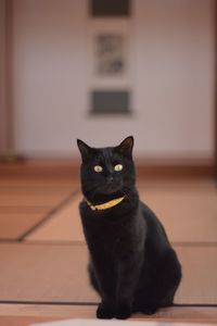 Portrait of black cat in japanese traditional  room