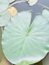 High angle view of leaf floating on water