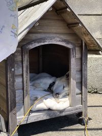 Dog sleeping on wood