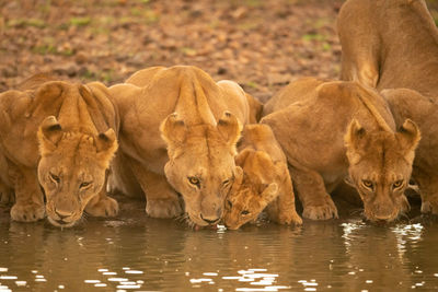 Three lionesses lie drinking water by cub