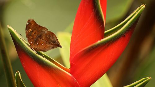 Close-up of butterfly on red flower
