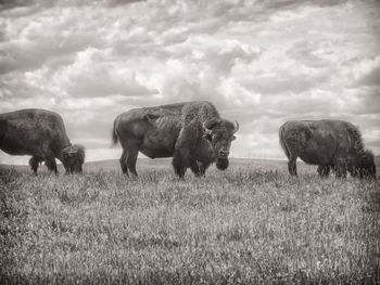 Buffalos in south dakota