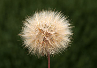 Close-up of dandelion flower