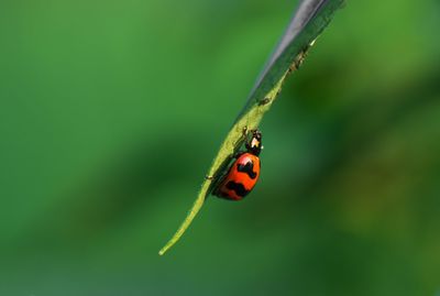 Close-up of ladybug on leaf