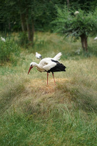 Side view of a bird on field