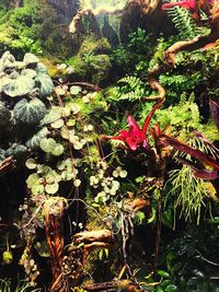 Close-up of flowering plants in a forest