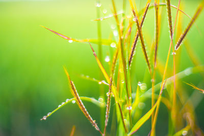 Close-up of wet plant