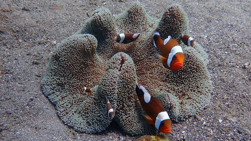 High angle view of crab on sea shore
