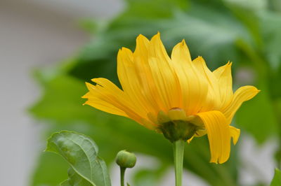 Close-up of yellow flower blooming outdoors