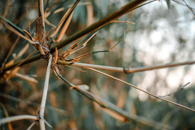 Close-up of dried plant