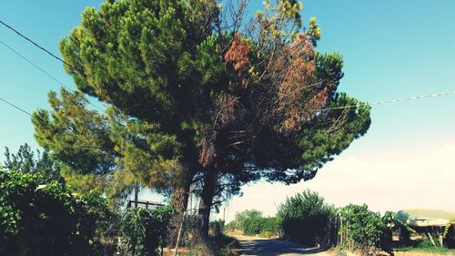 Low angle view of trees against sky