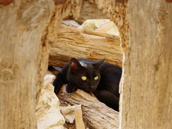 Portrait of cat peeking from tree trunk