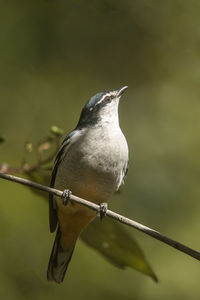 Close-up of bird perching on twig