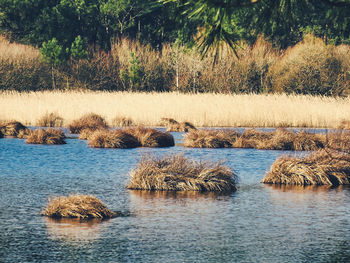 Scenic view of lake