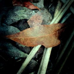 High angle view of dry leaf on field