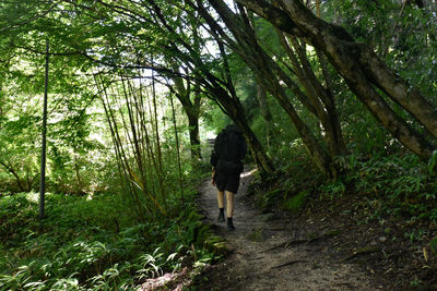 Rear view of woman walking in forest