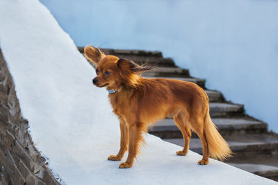 Dog standing in snow