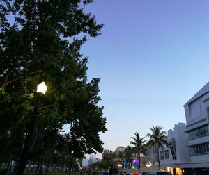 Low angle view of palm trees against sky