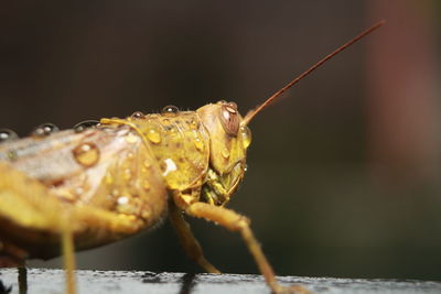 Close-up of insect