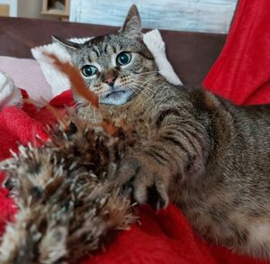 Portrait of cat relaxing at home