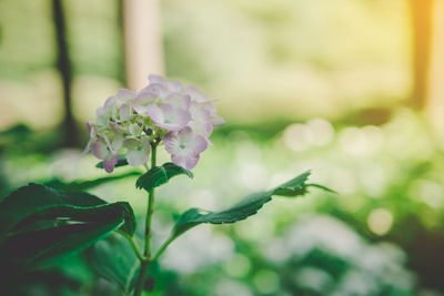 Close-up of flowering plant