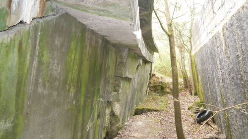 Narrow alley along trees