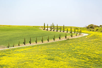 Scenic view of field against clear sky